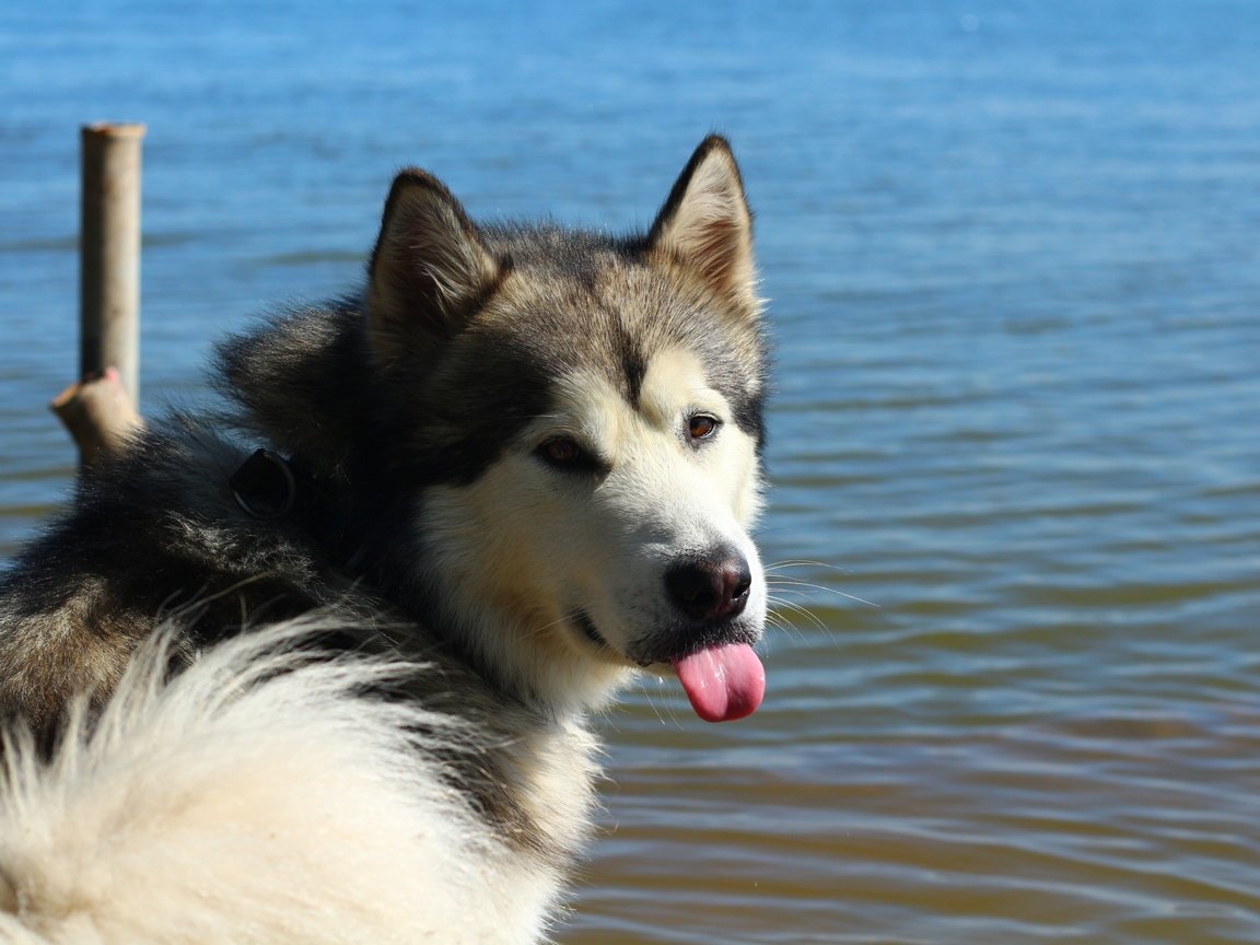 Обои животные, собака, язык, маламут, маломут, animals, dog, language, malamute, malamut разрешение 1920x1280 Загрузить