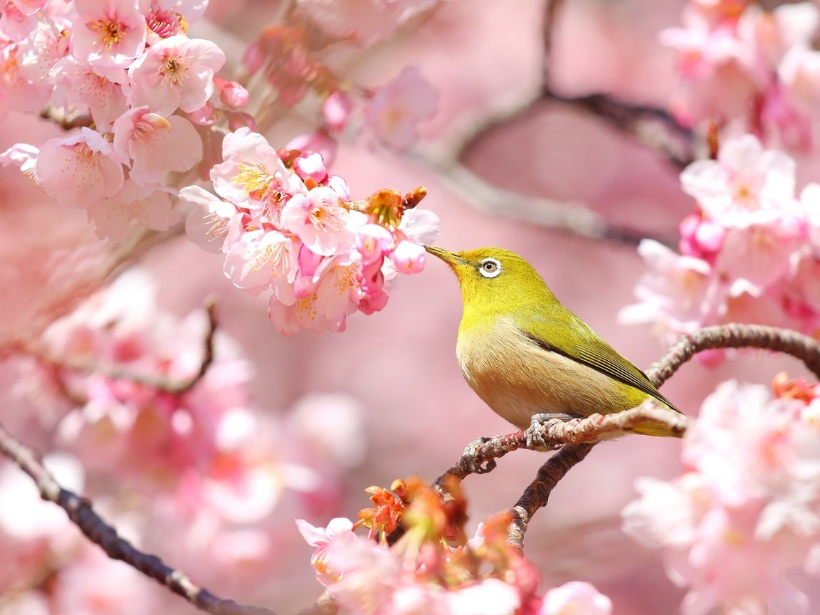 Обои птица, весна, сакура, белоглазка, bird, spring, sakura, white-eyed разрешение 2048x1369 Загрузить