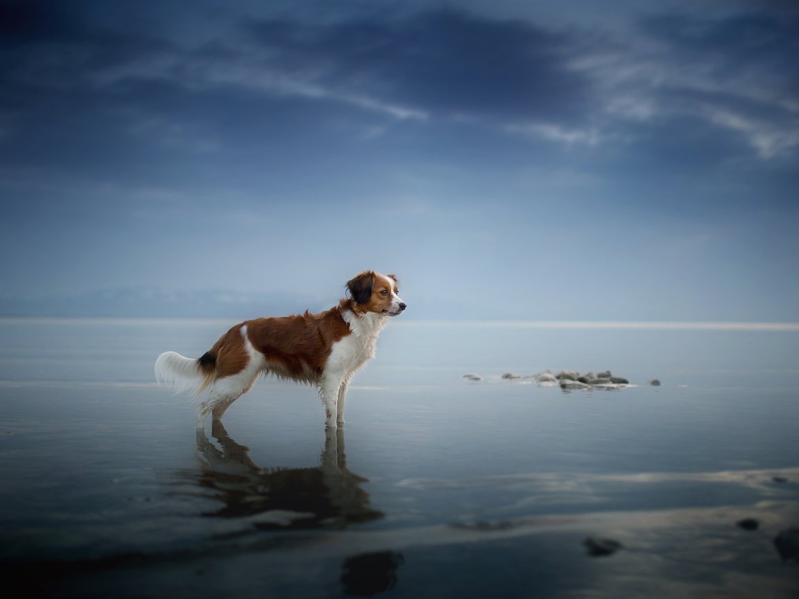 Обои море, взгляд, собака, друг, sea, look, dog, each разрешение 2048x1365 Загрузить