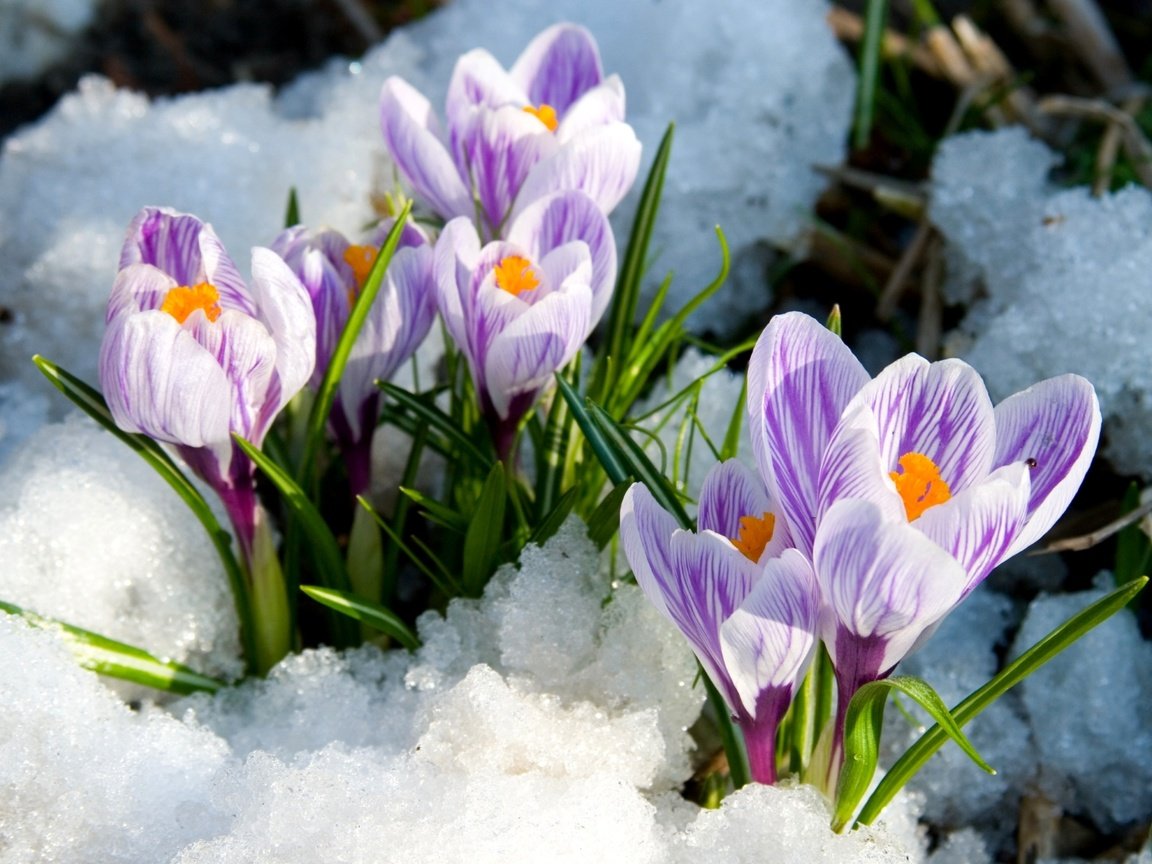 Обои снег, весна, крокусы, snow, spring, crocuses разрешение 1920x1233 Загрузить