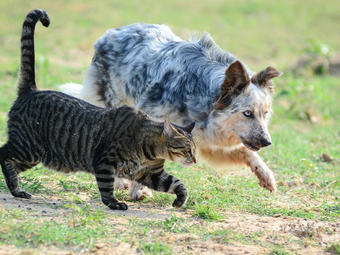 Обои кот, поле, кошка, собака, пес, друганы, крадутся, заговорщики, cat, field, dog, boys, sneak, the conspirators разрешение 2048x1152 Загрузить