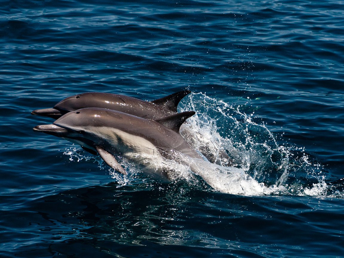 Обои море, брызги, прыжок, пара, дельфины, sea, squirt, jump, pair, dolphins разрешение 1920x1189 Загрузить