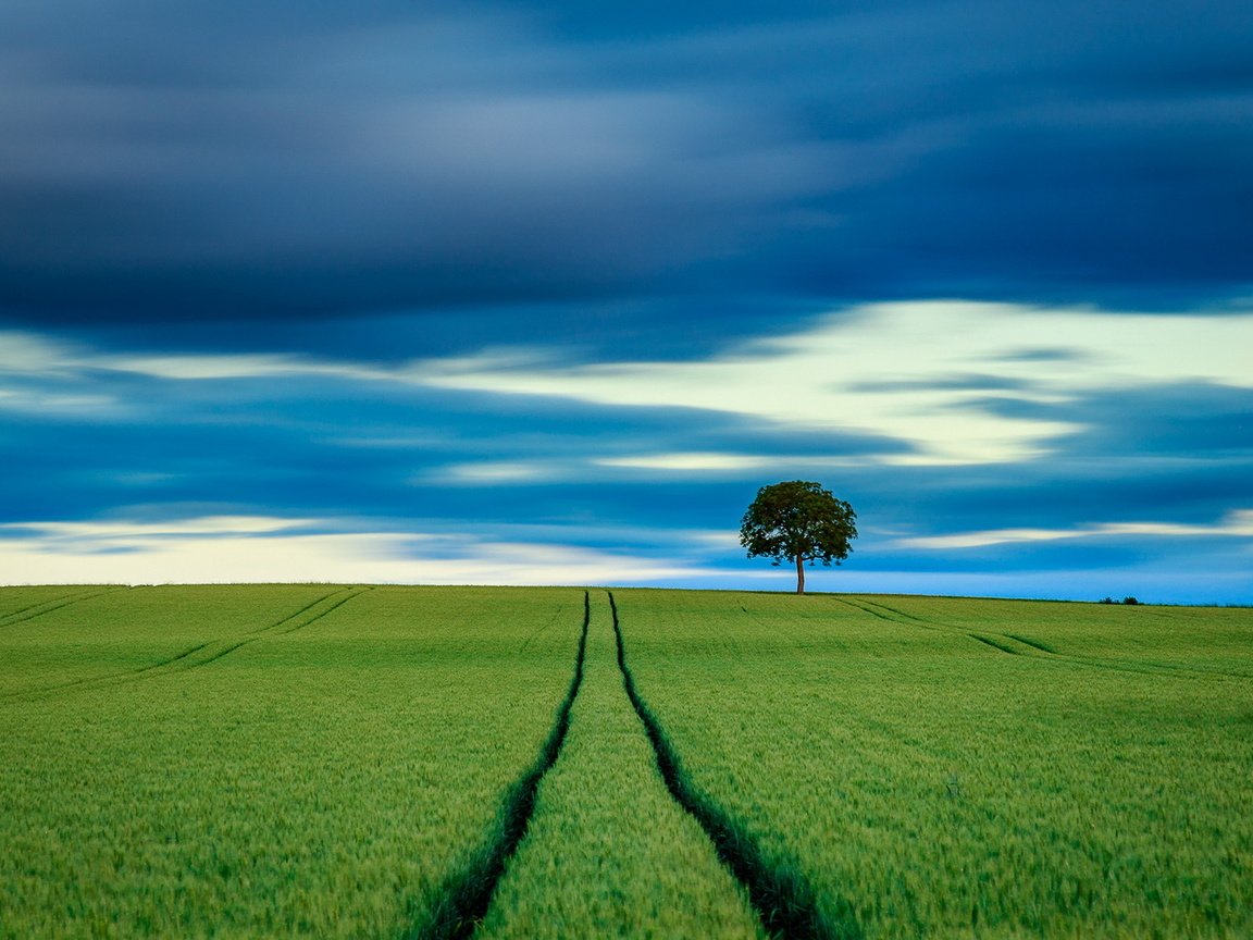 Обои небо, дерево, поле, горизонт, пшеница, the sky, tree, field, horizon, wheat разрешение 1920x1223 Загрузить