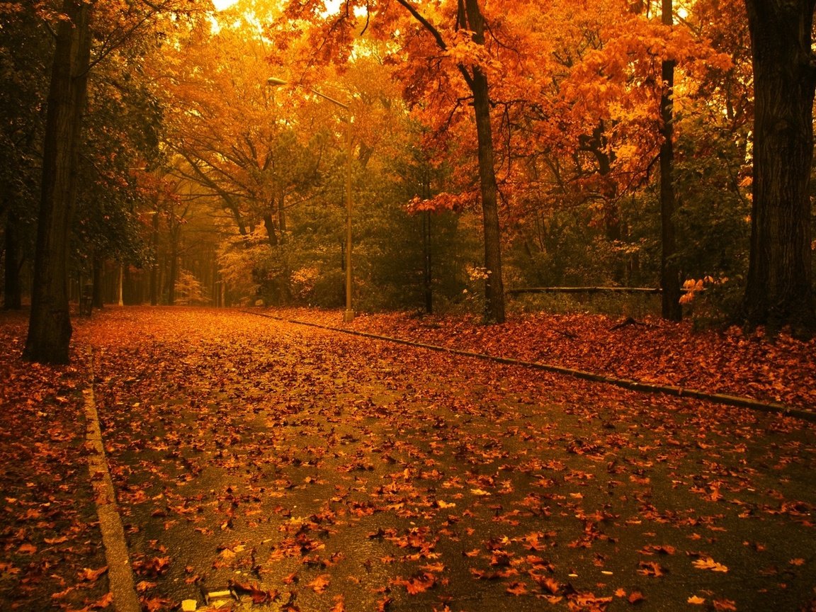 Обои дорога, деревья, листья, парк, осень, аллея, road, trees, leaves, park, autumn, alley разрешение 1920x1200 Загрузить