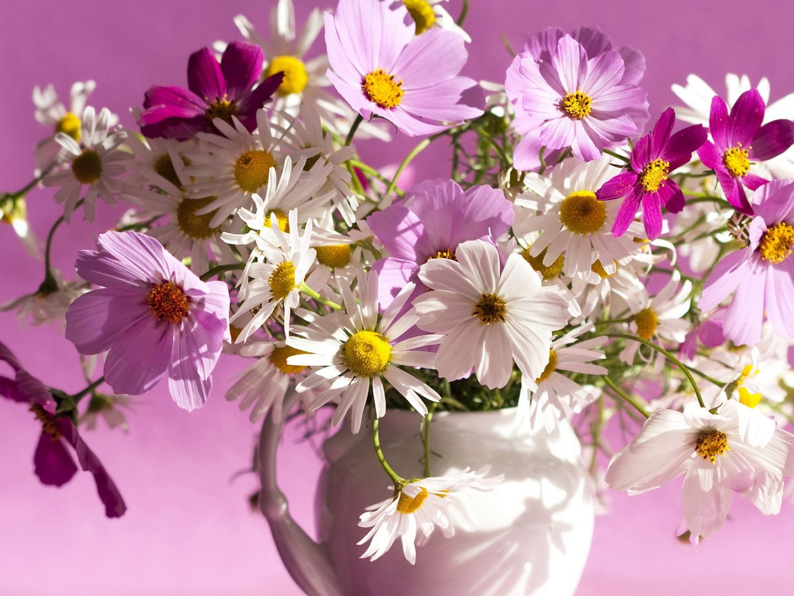 Обои цветы, фон, ромашки, букет, ваза, космея, flowers, background, chamomile, bouquet, vase, kosmeya разрешение 2560x1440 Загрузить