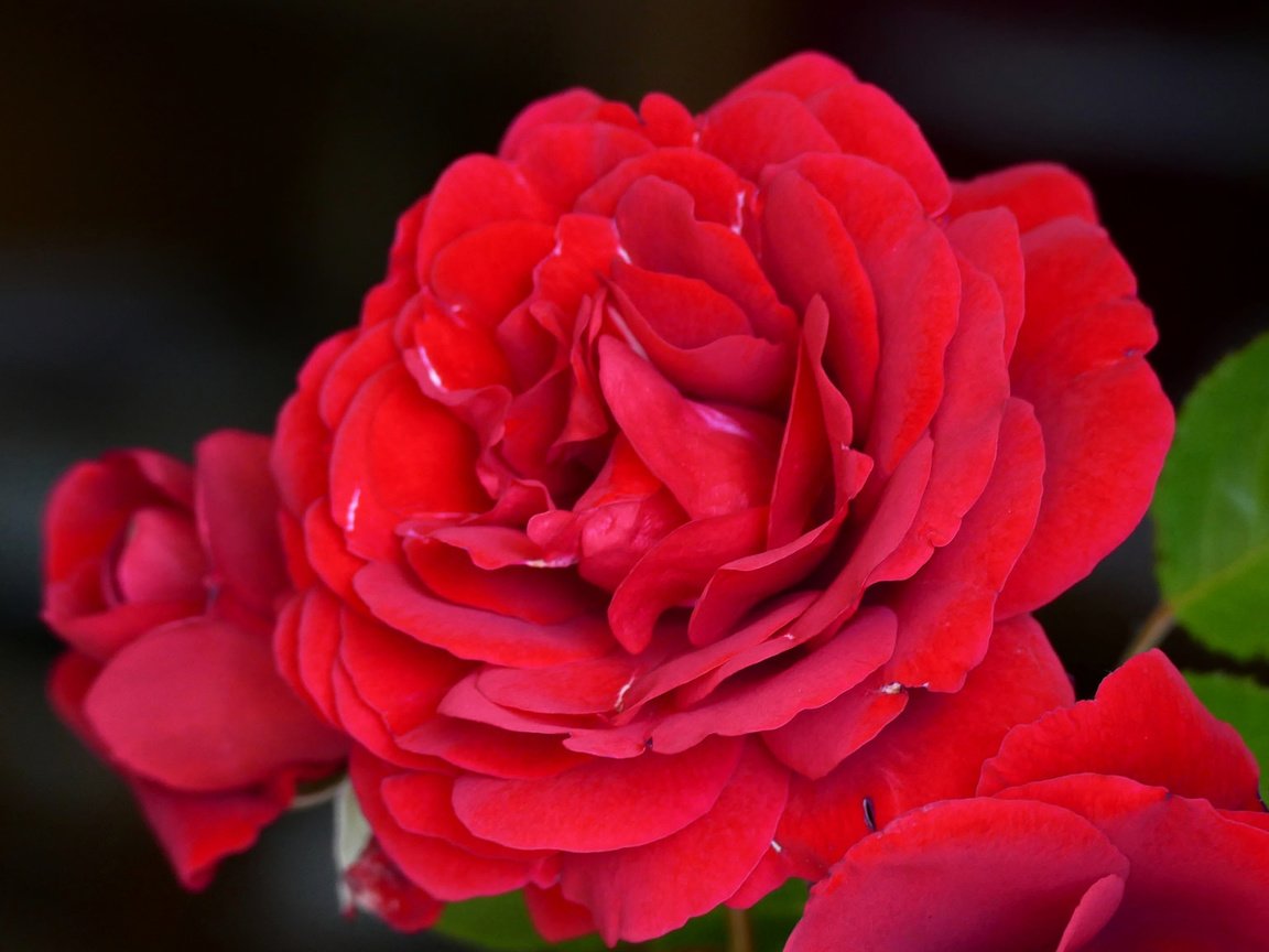 Обои цветы, макро, розы, лепестки, алая роза, flowers, macro, roses, petals, scarlet rose разрешение 2048x1152 Загрузить