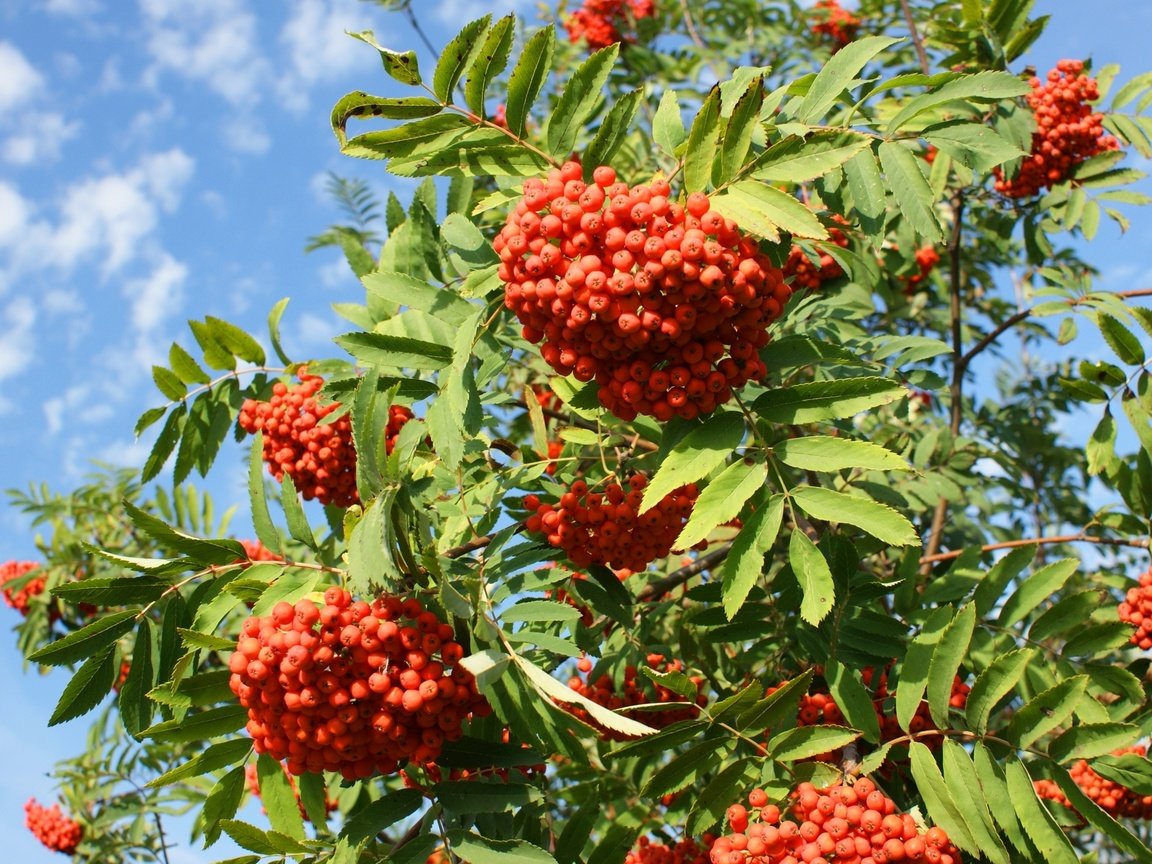 Обои небо, дерево, ветки, ягоды, плоды, гроздья, рябина, the sky, tree, branches, berries, fruit, bunches, rowan разрешение 2400x1507 Загрузить