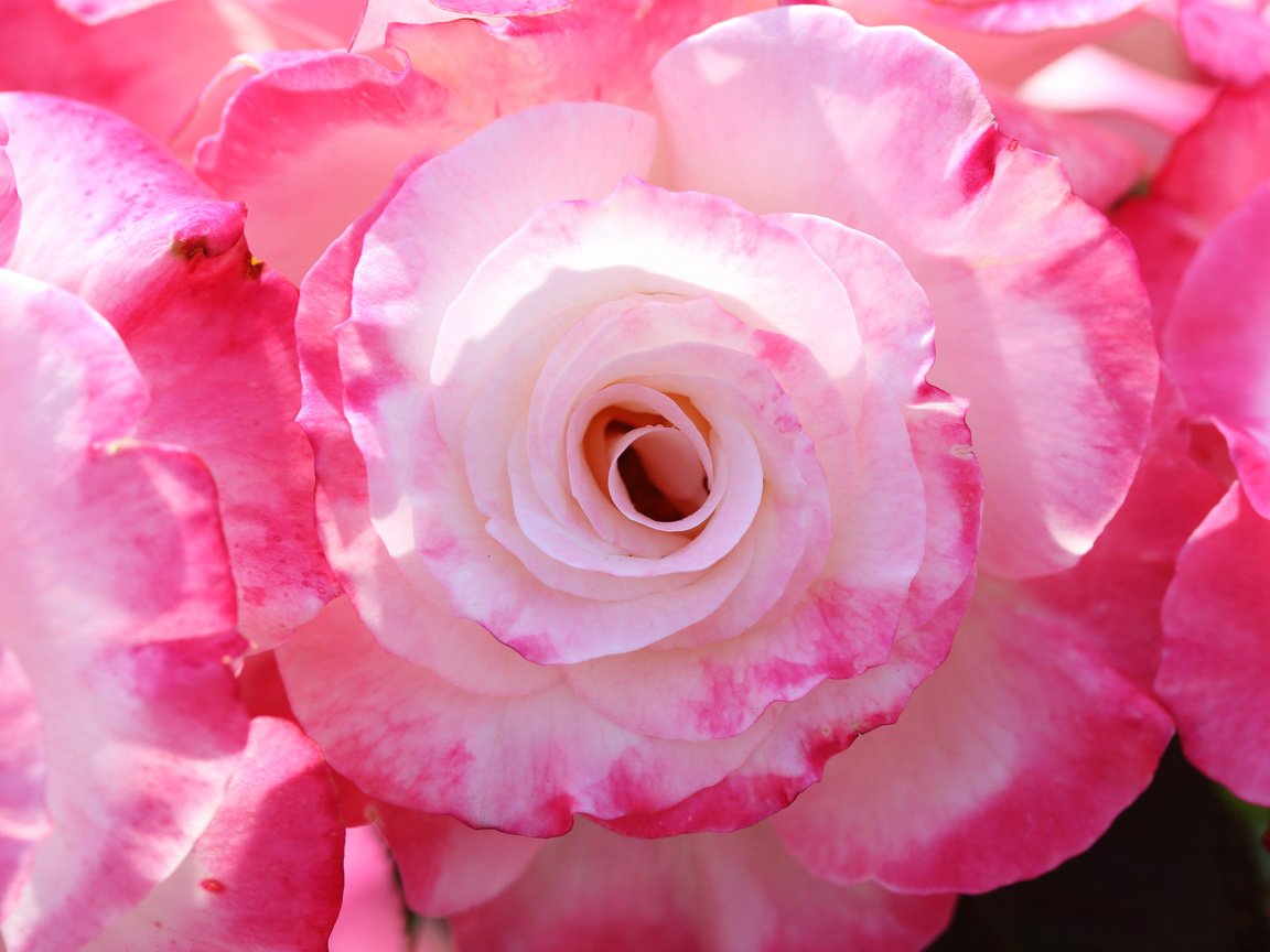 Обои макро, розы, лепестки, macro, roses, petals разрешение 2048x1365 Загрузить