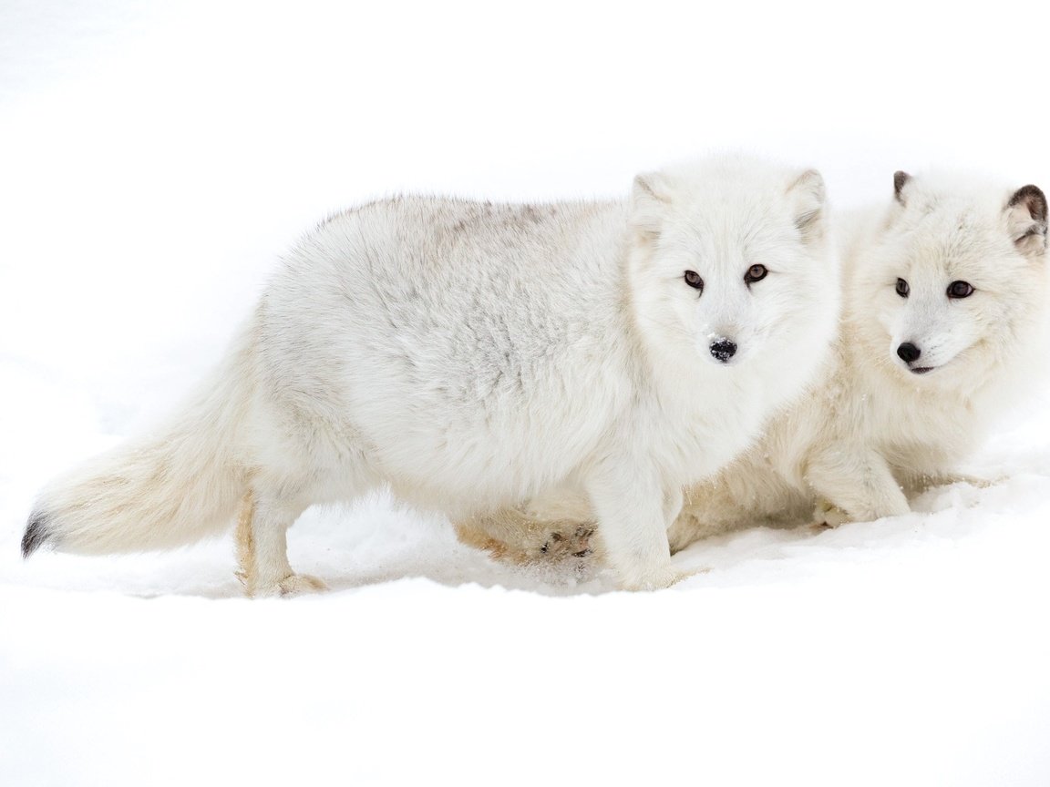 Обои снег, пара, песец, арктическая лисица, snow, pair, fox, arctic fox разрешение 2048x1269 Загрузить