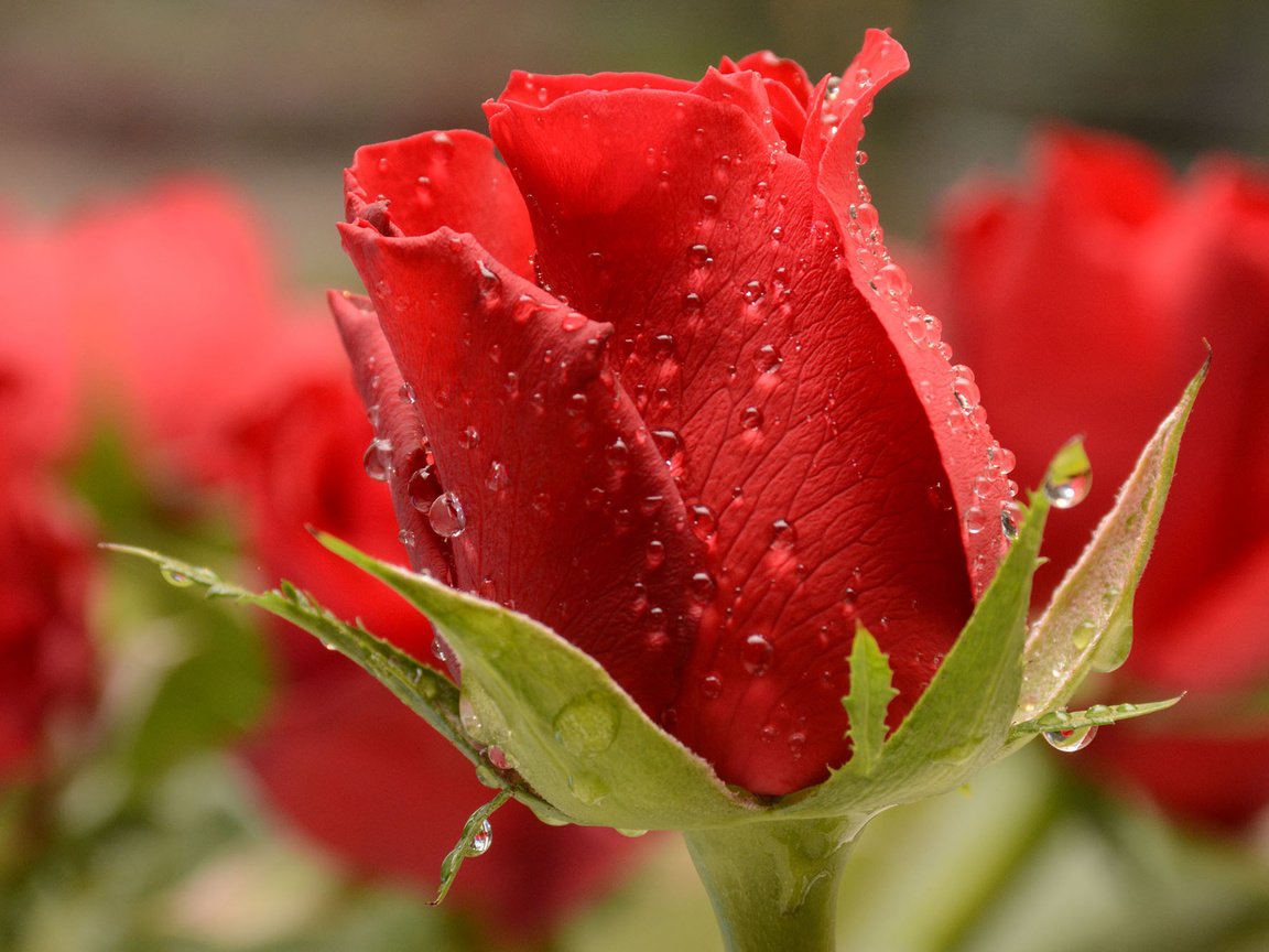 Обои макро, капли, роза, красная, бутон, боке, macro, drops, rose, red, bud, bokeh разрешение 2000x1333 Загрузить