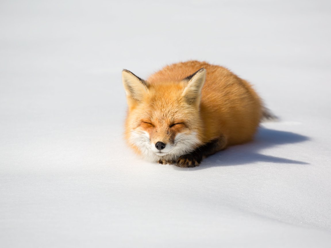 Обои природа, зима, лиса, nature, winter, fox разрешение 1920x1346 Загрузить