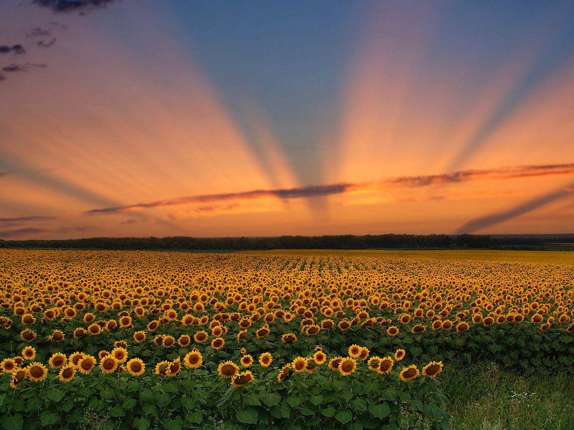 Обои небо, цветы, облака, закат, поле, подсолнух, the sky, flowers, clouds, sunset, field, sunflower разрешение 1920x1200 Загрузить