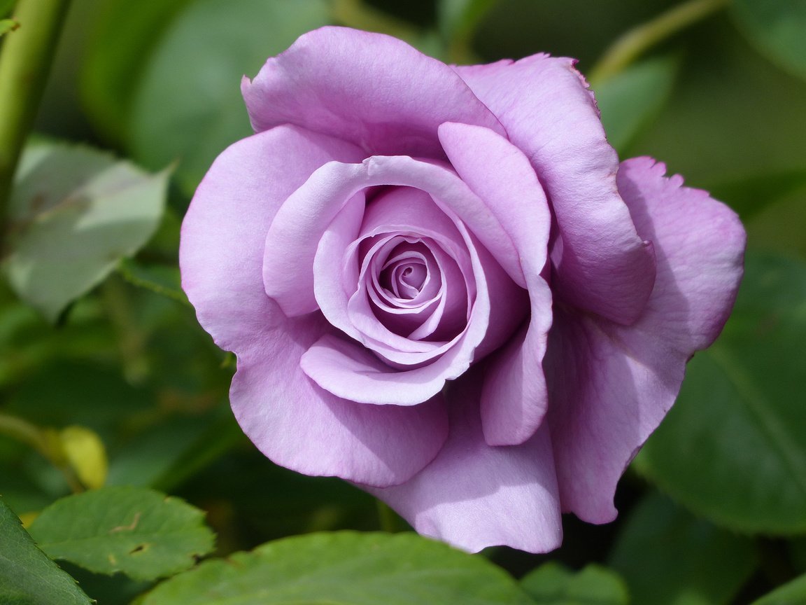 Обои макро, роза, бутон, сиреневая, macro, rose, bud, lilac разрешение 3264x2448 Загрузить