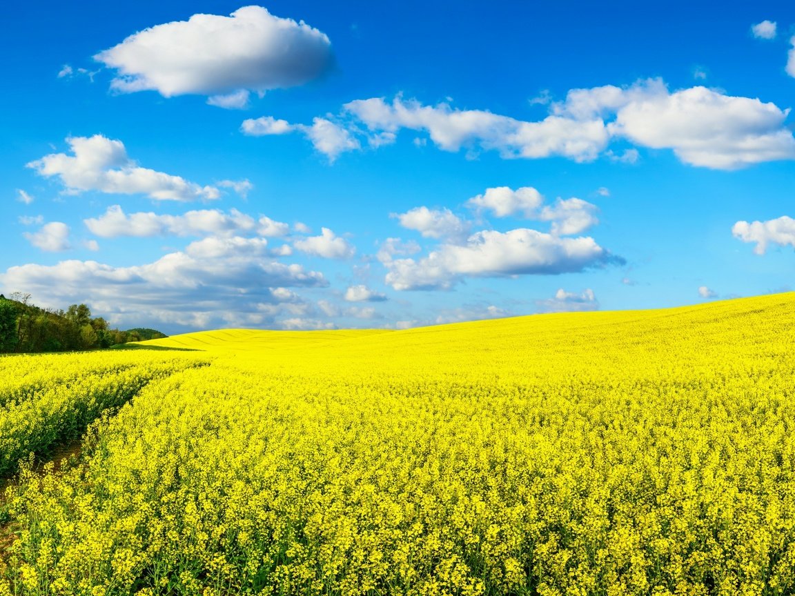 Обои небо, цветы, природа, поле, рапс, желтые.облака, the sky, flowers, nature, field, rape, yellow.clouds разрешение 2880x1622 Загрузить
