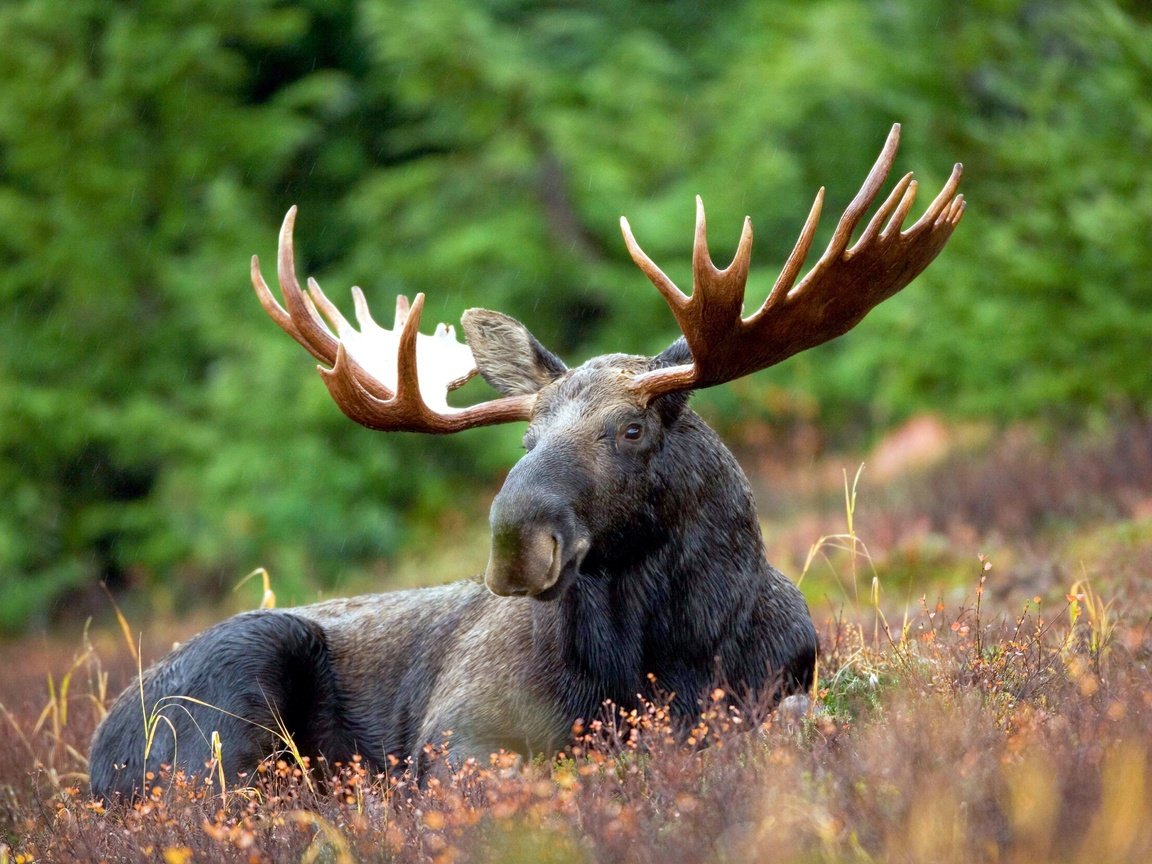 Обои природа, лес, животные, рога, лось, nature, forest, animals, horns, moose разрешение 4992x3328 Загрузить