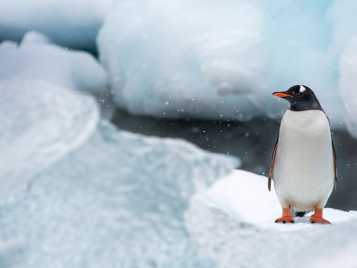 Обои антарктида, снег, природа, лёд, птицы, птица, клюв, остров, пингвин, antarctica, snow, nature, ice, birds, bird, beak, island, penguin разрешение 1920x1080 Загрузить