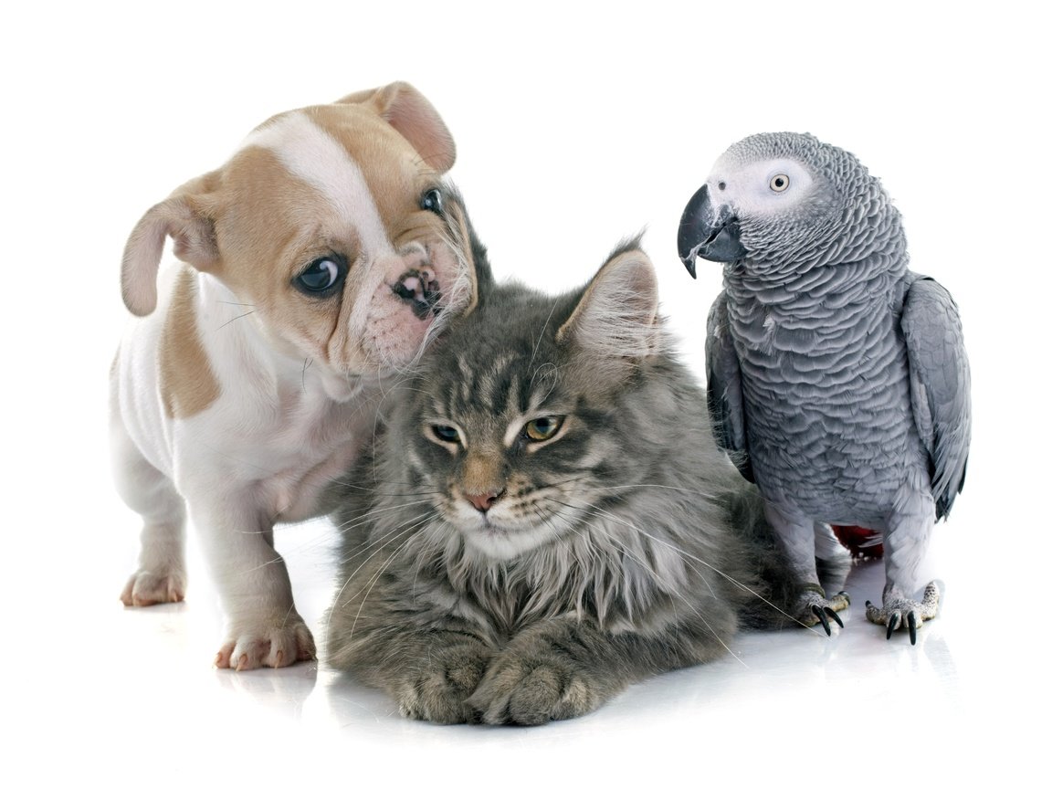 Обои кот, попугаи, кошка, ю, собака, щенок, птица, коты, щенка, попугай, бульдог, cat, parrots, yu, dog, puppy, bird, cats, parrot, bulldog разрешение 5000x3537 Загрузить