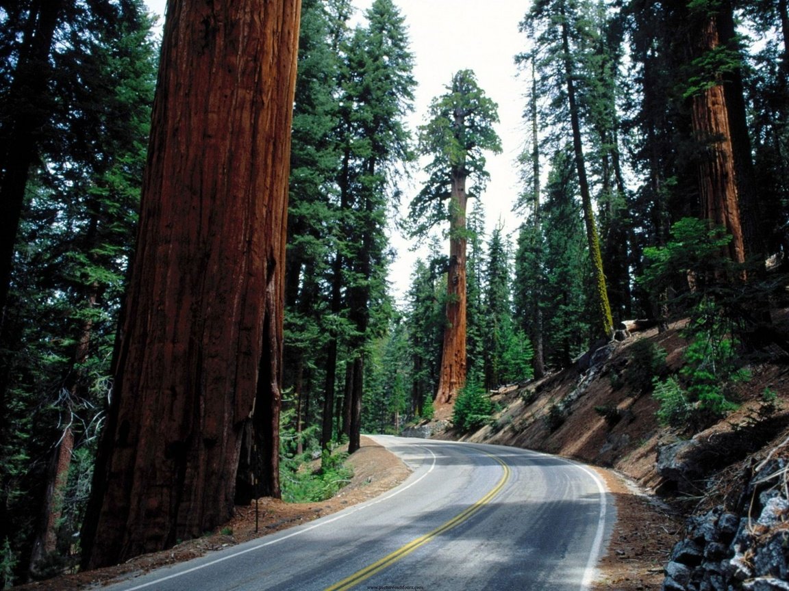 Обои дорога, деревья, лес, стволы, асфальт, секвойи, секвойя, road, trees, forest, trunks, asphalt, sequoia разрешение 1920x1440 Загрузить