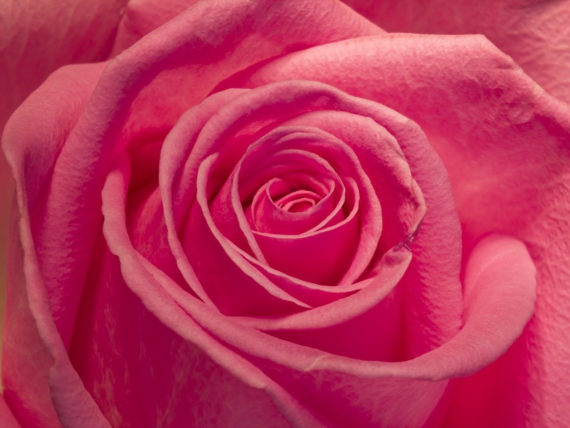 Обои макро, цветок, роза, лепестки, бутон, розовая, macro, flower, rose, petals, bud, pink разрешение 2048x1365 Загрузить