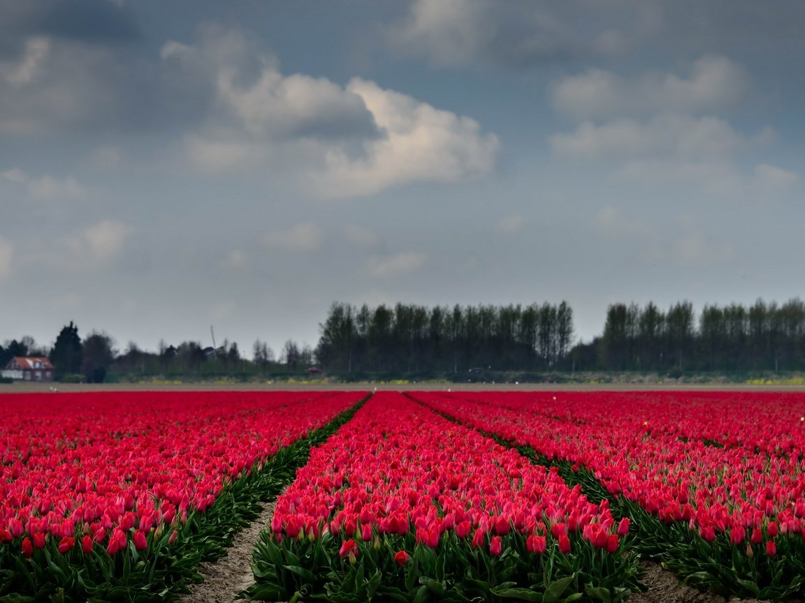 Обои небо, цветы, деревья, поле, горизонт, тюльпаны, the sky, flowers, trees, field, horizon, tulips разрешение 2667x1440 Загрузить