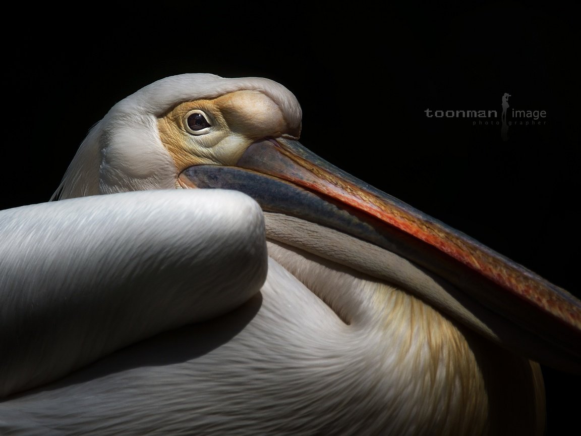 Обои фон, птица, клюв, черный фон, пеликан, background, bird, beak, black background, pelican разрешение 2048x1367 Загрузить