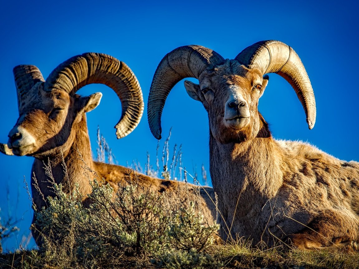 Обои природа, рога, бараны, nature, horns, sheep разрешение 2201x1467 Загрузить