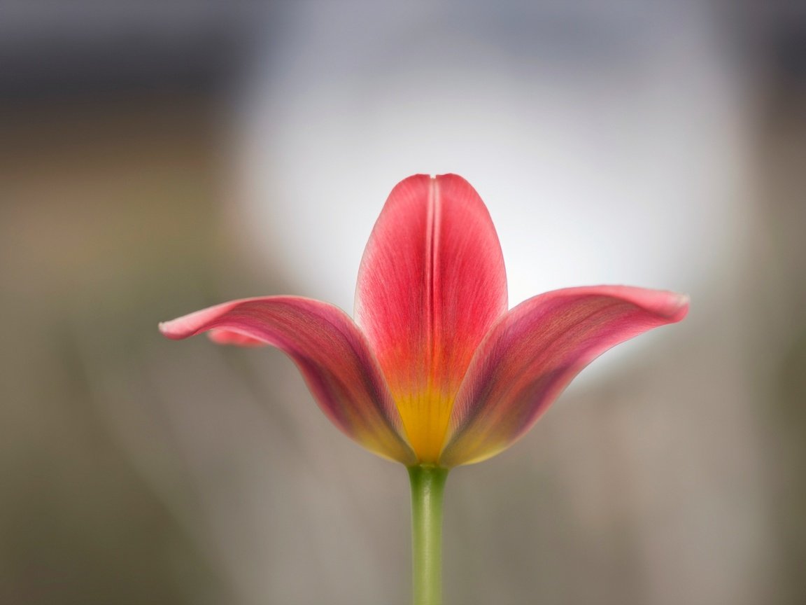 Обои макро, цветок, лепестки, размытость, весна, тюльпан, macro, flower, petals, blur, spring, tulip разрешение 2048x1367 Загрузить