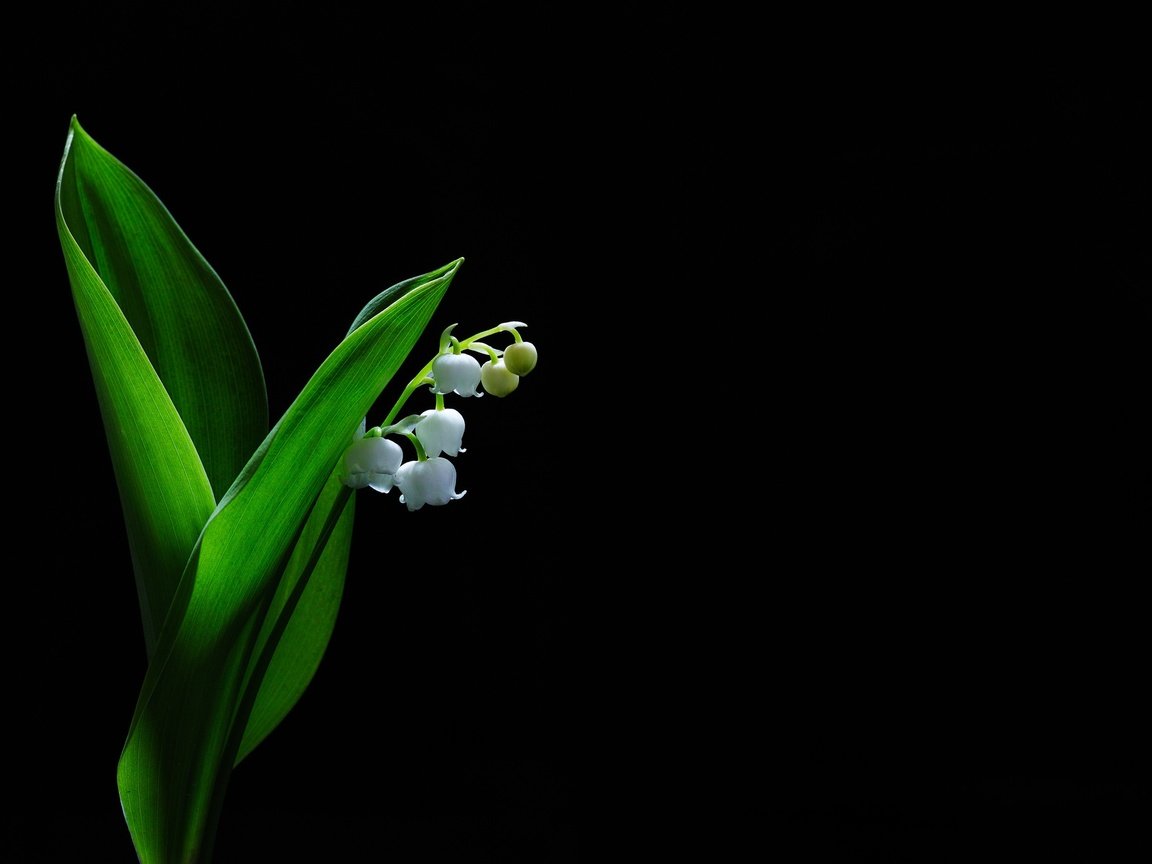 Обои цветы, фон, черный фон, ландыш, convallaria majalis, flowers, background, black background, lily of the valley разрешение 2048x1365 Загрузить