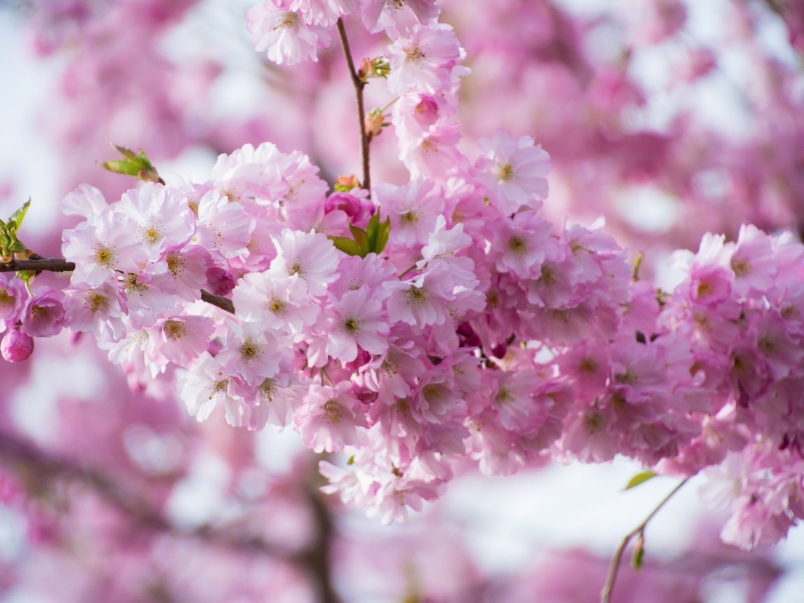 Обои ветка, цветение, весна, розовые, сакура, branch, flowering, spring, pink, sakura разрешение 2048x1365 Загрузить