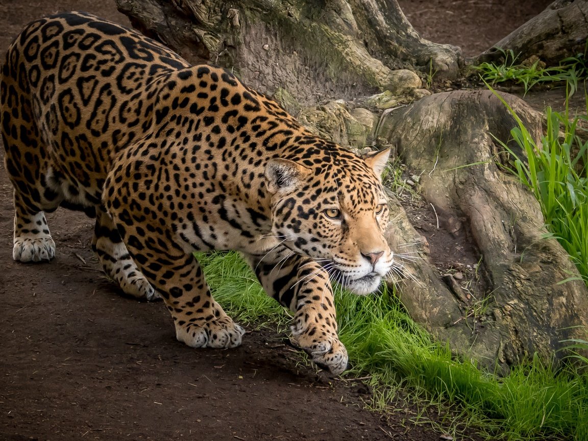 Обои хищник, ягуар, дикая кошка, predator, jaguar, wild cat разрешение 3000x2000 Загрузить