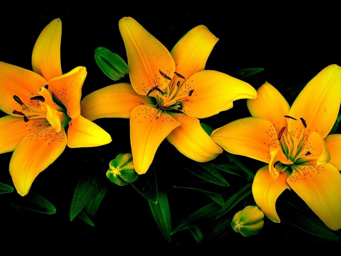 Обои цветы, бутоны, лепестки, черный фон, лилии, желтые, flowers, buds, petals, black background, lily, yellow разрешение 3840x2160 Загрузить