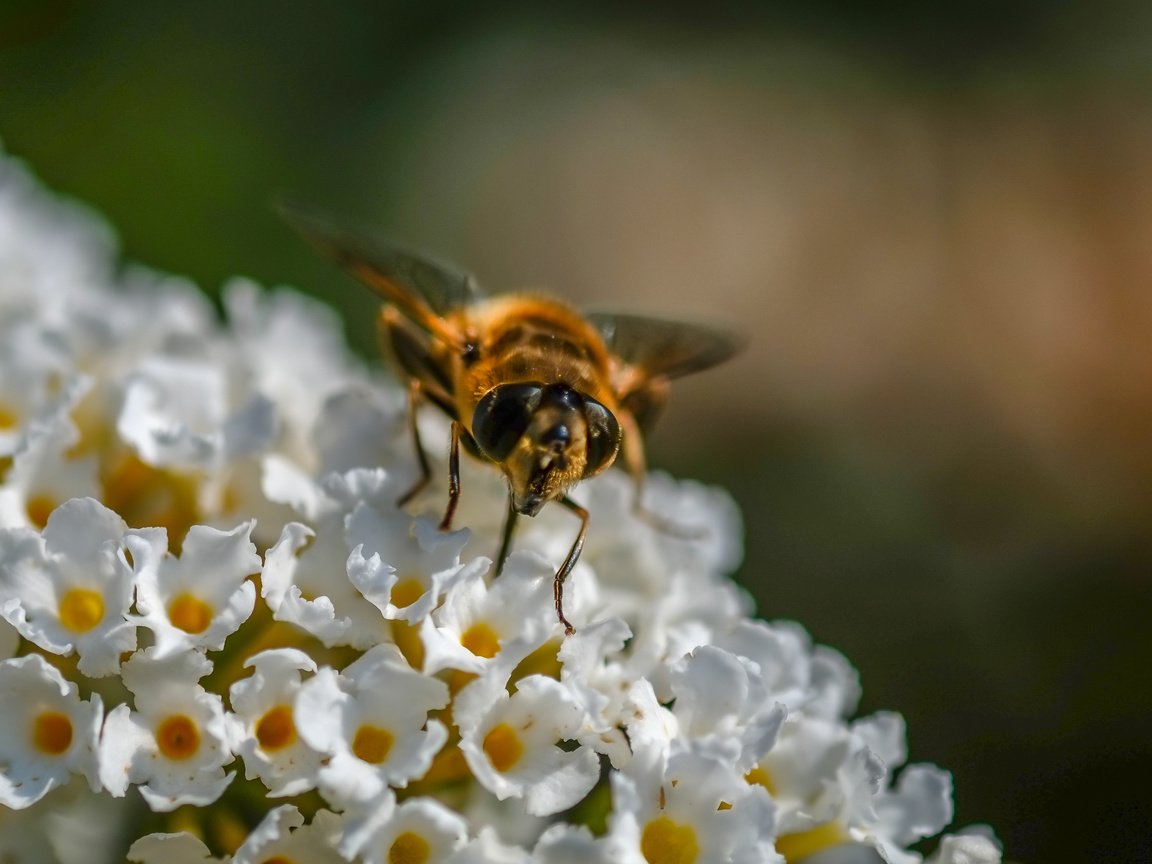 Обои цветы, насекомое, муха, журчалка, flowers, insect, fly, gorzalka разрешение 3575x2740 Загрузить