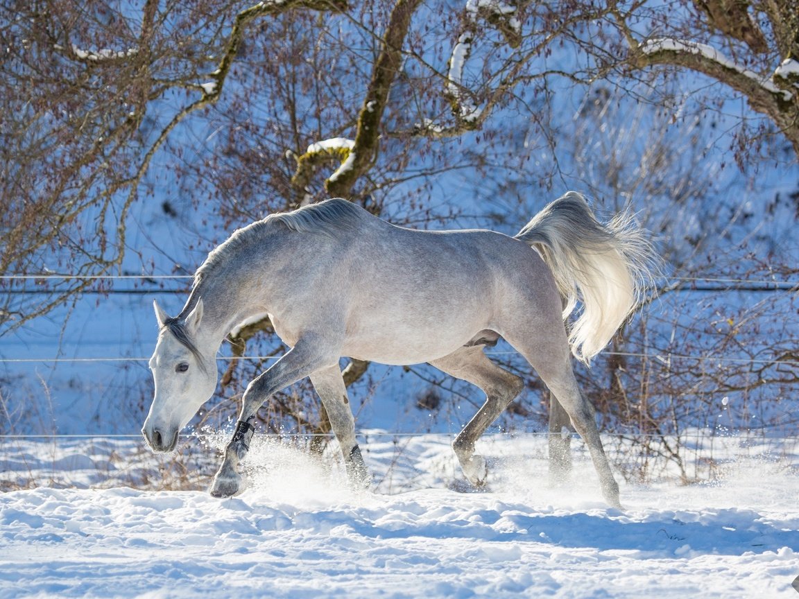 Обои лошадь, деревья, снег, зима, конь, хвост, horse, trees, snow, winter, tail разрешение 2880x1800 Загрузить