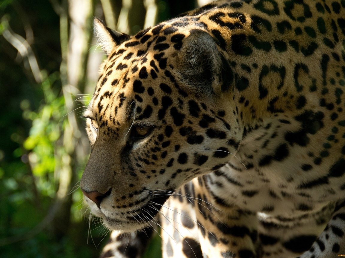 Happy face jaguar. Ягуар. Леопард морда. Черный Ягуар. Ягуар в профиль.