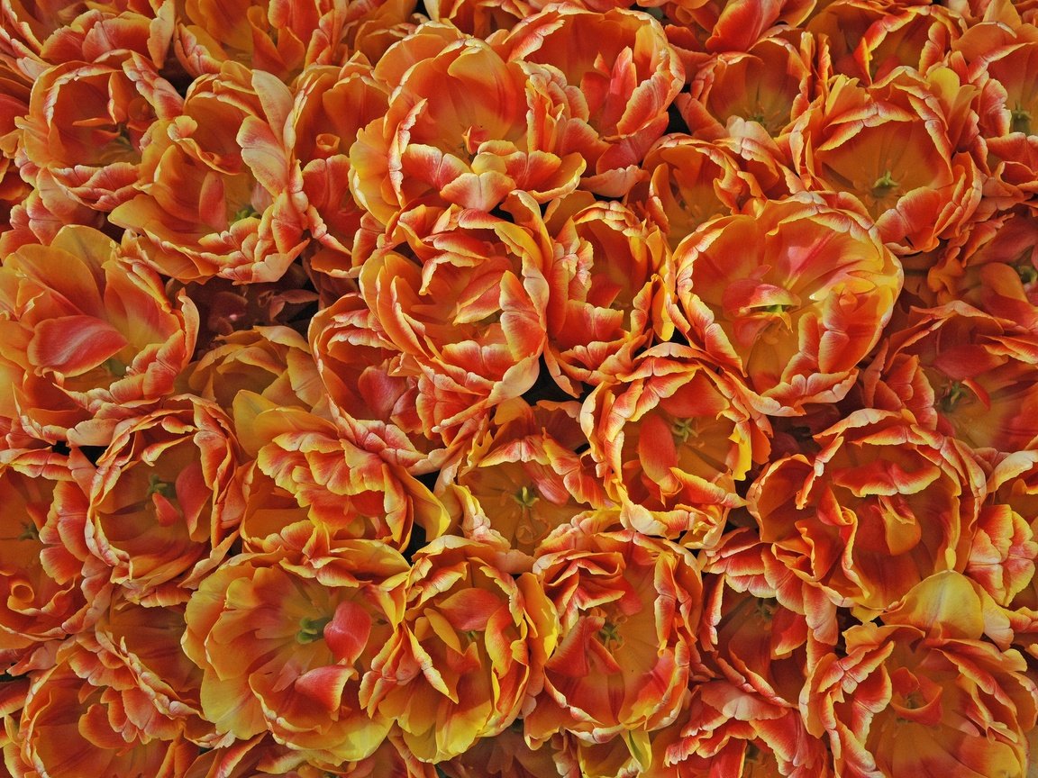 Обои цветы, текстура, лепестки, тюльпаны, много, оранжевые, flowers, texture, petals, tulips, a lot, orange разрешение 2048x1363 Загрузить