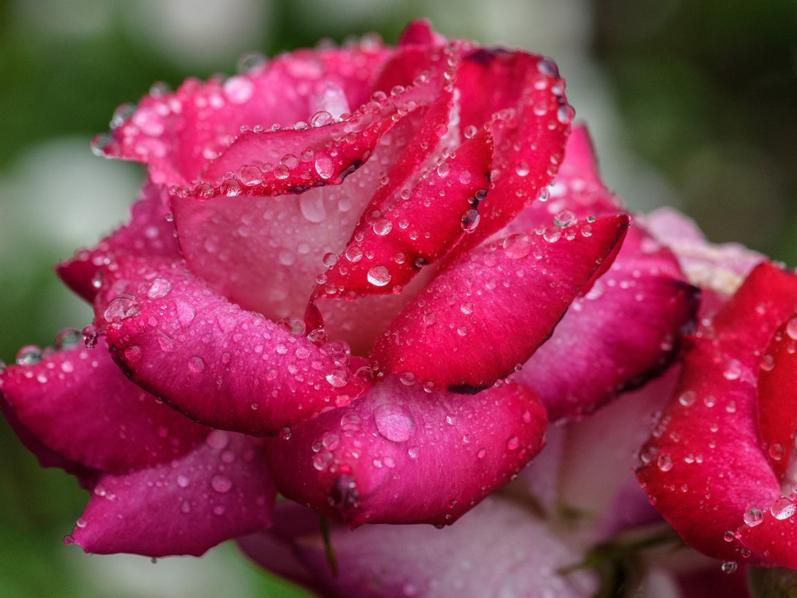 Обои цветы, бутоны, капли, розы, лепестки, капли воды, flowers, buds, drops, roses, petals, water drops разрешение 1920x1200 Загрузить