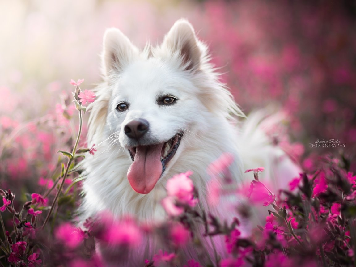 Обои морда, цветы, собака, радость, язык, боке, face, flowers, dog, joy, language, bokeh разрешение 6000x4000 Загрузить