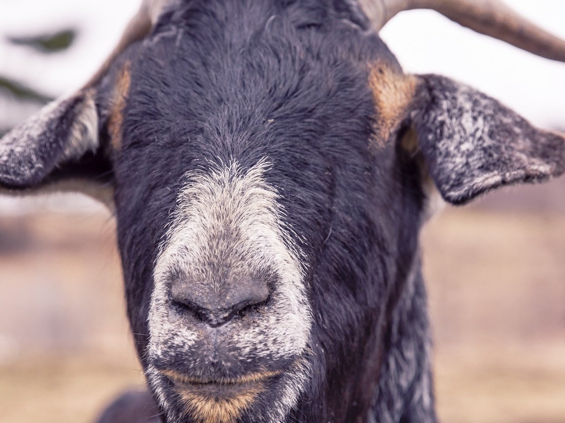 Обои морда, коза, рога, козел, face, goat, horns разрешение 2880x1800 Загрузить