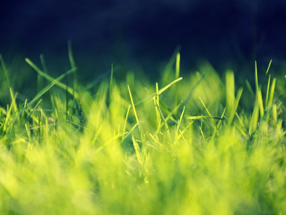 Обои свет, трава, природа, фон, light, grass, nature, background разрешение 2560x1600 Загрузить