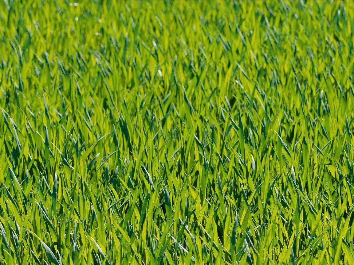 Обои трава, природа, зелень, фон, grass, nature, greens, background разрешение 2374x1457 Загрузить