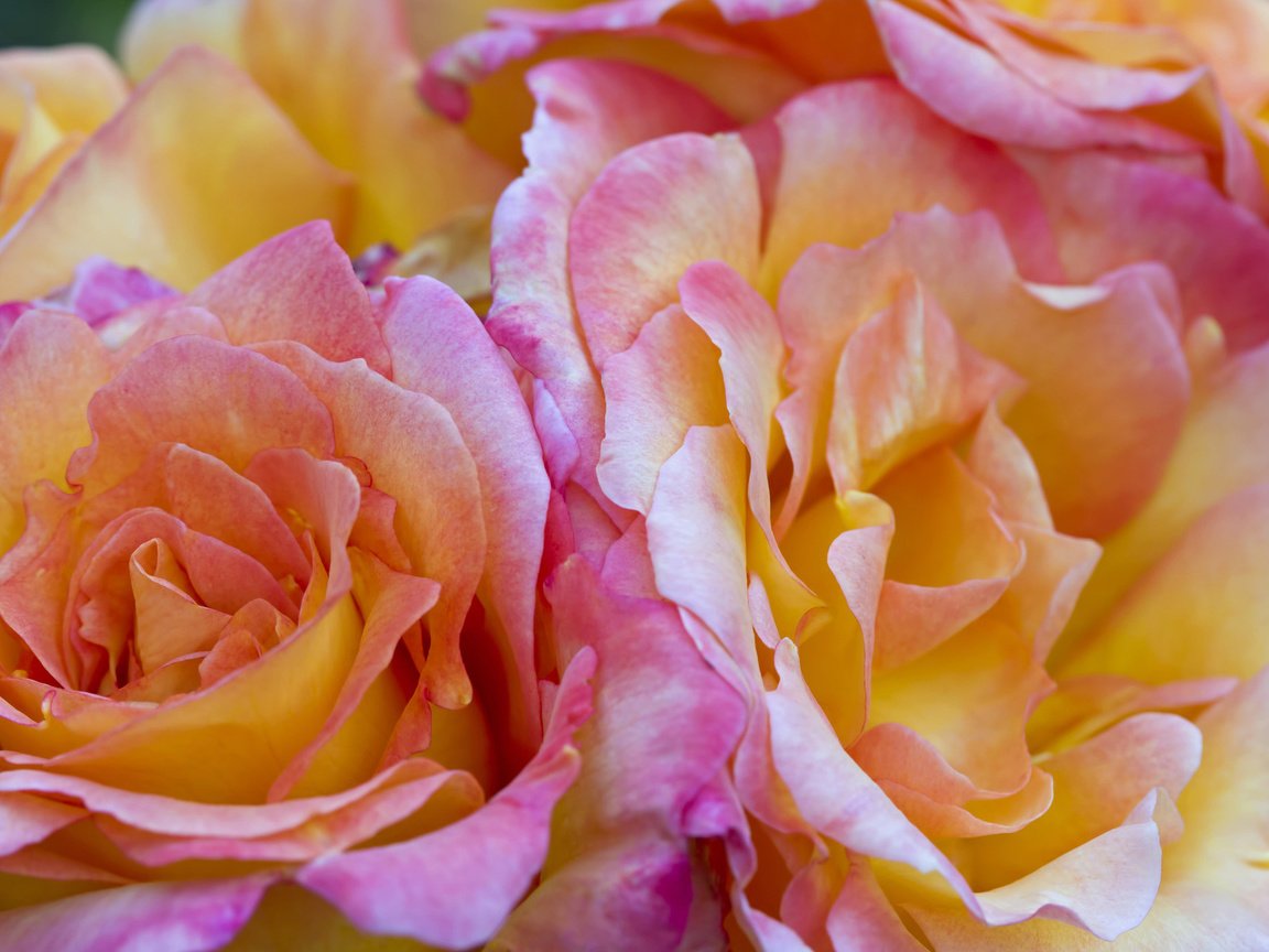 Обои цветы, розы, лепестки, букет, flowers, roses, petals, bouquet разрешение 1920x1200 Загрузить