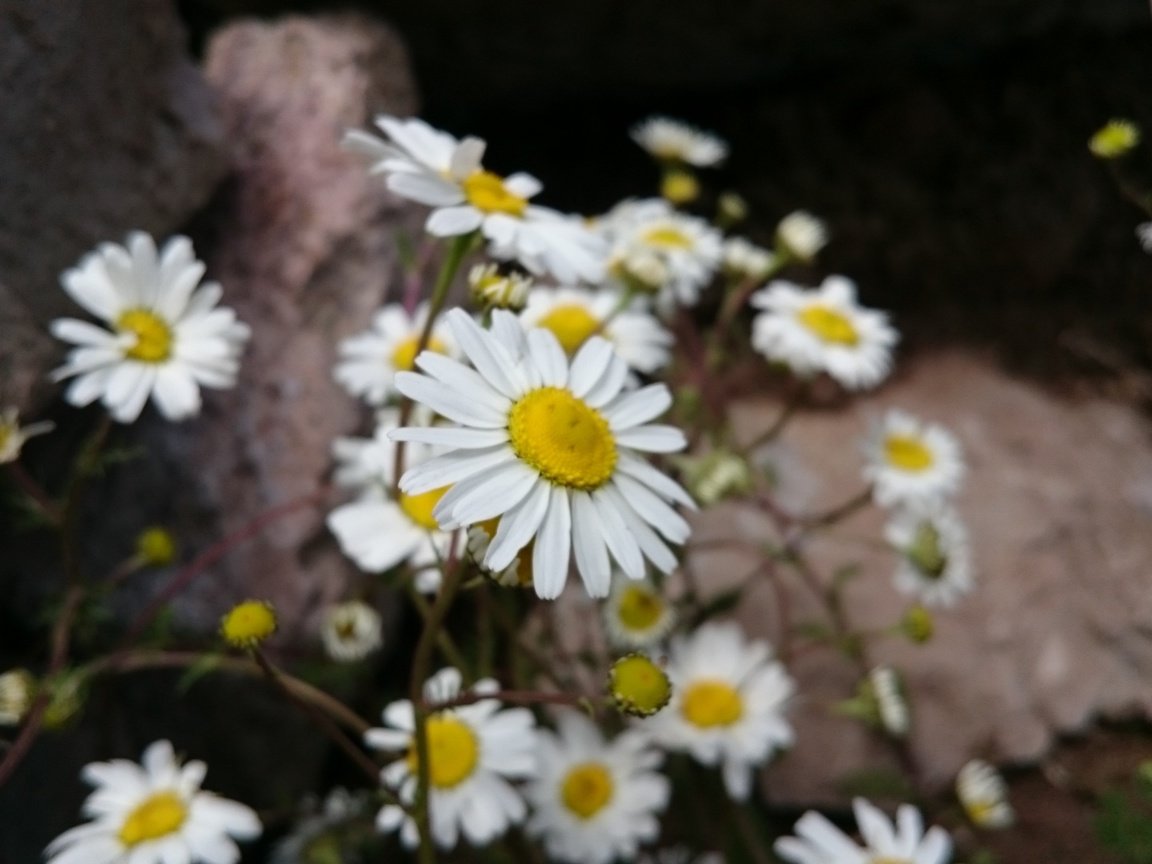 Обои цветы, лепестки, ромашки, белые, стебли, flowers, petals, chamomile, white, stems разрешение 3840x2160 Загрузить