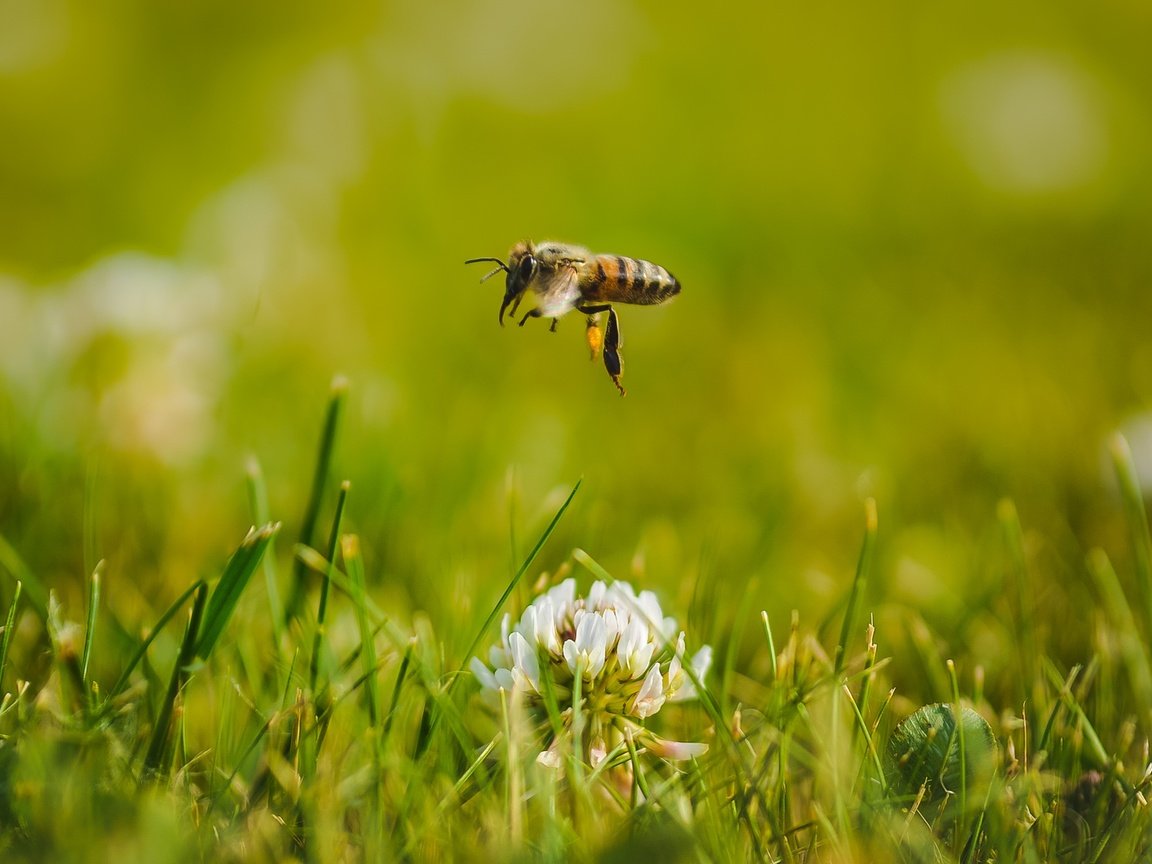 Обои цветы, трава, клевер, макро, насекомое, пчела, flowers, grass, clover, macro, insect, bee разрешение 2401x1501 Загрузить