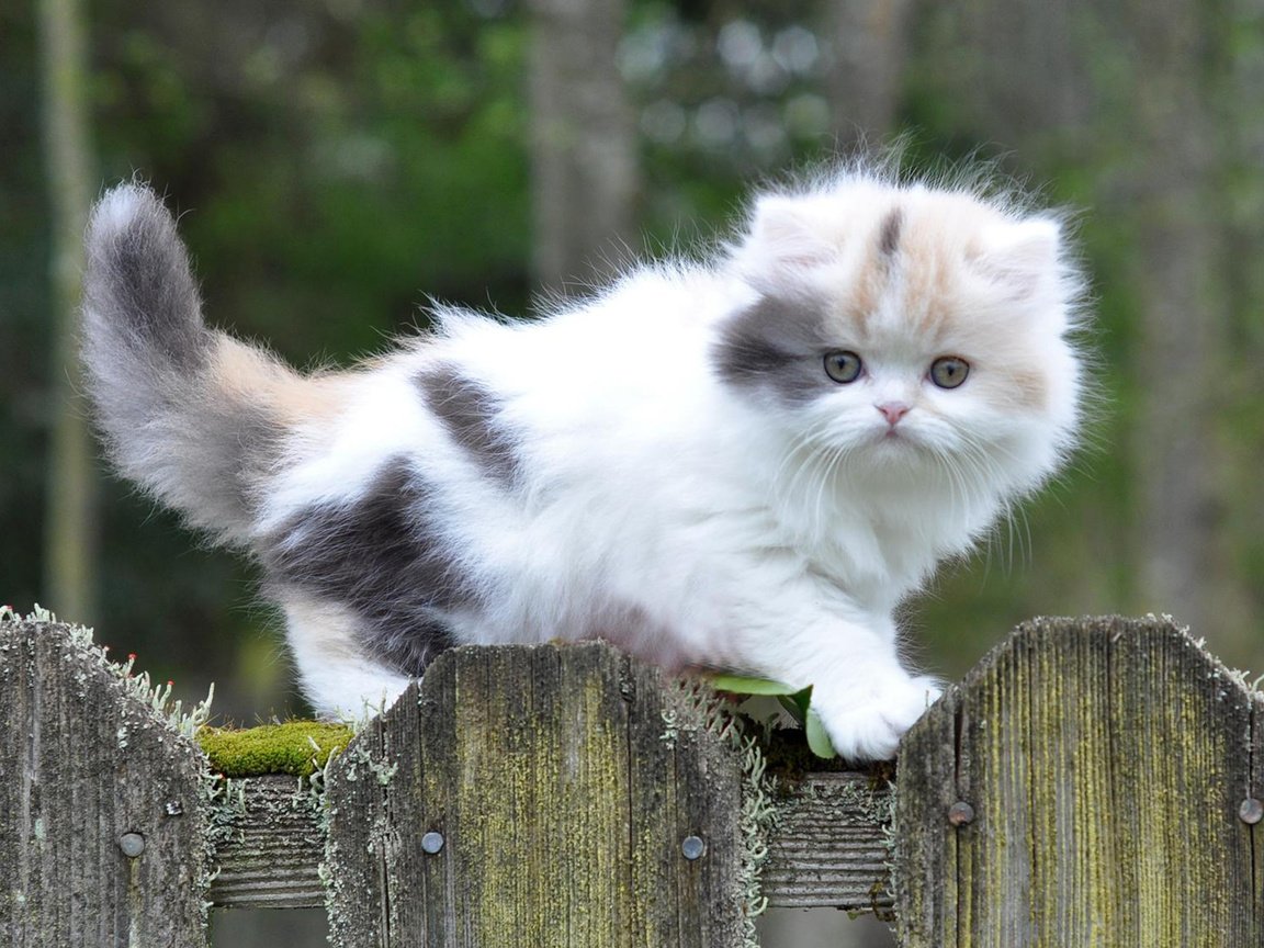 Обои глаза, фон, усы, кошка, взгляд, забор, котенок, eyes, background, mustache, cat, look, the fence, kitty разрешение 1920x1200 Загрузить