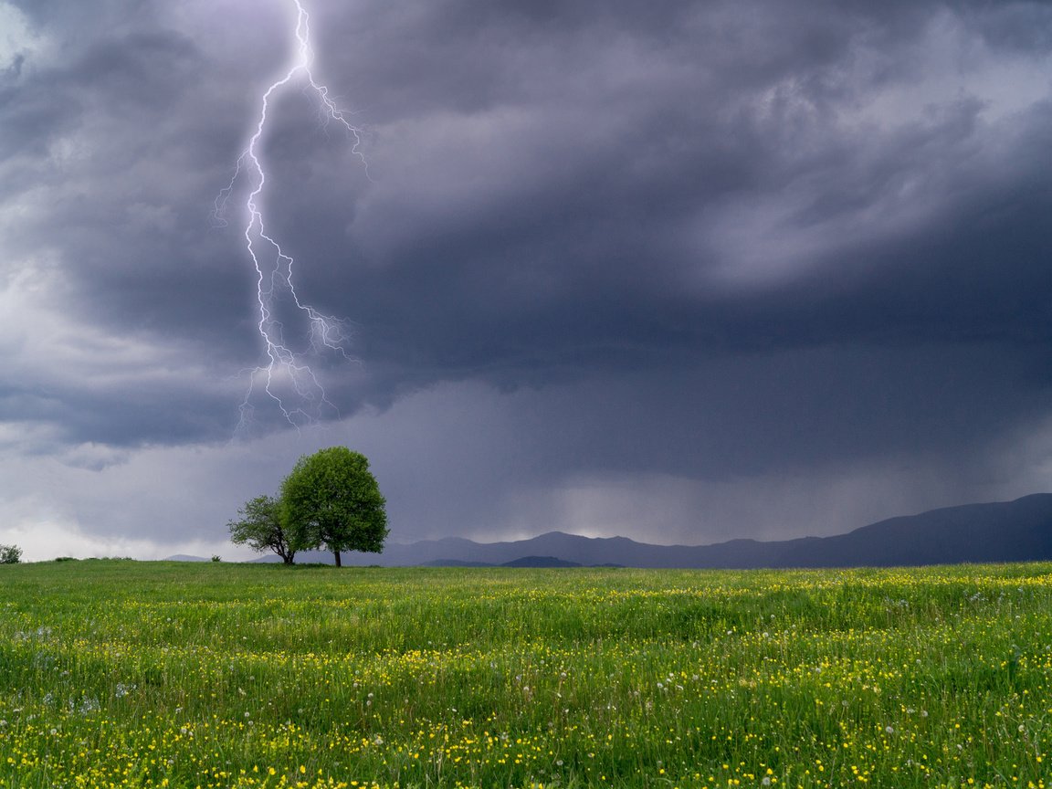 Обои небо, гроза, цветы, трава, дерево, тучи, пейзаж, молния, поле, the sky, the storm, flowers, grass, tree, clouds, landscape, lightning, field разрешение 3840x2400 Загрузить