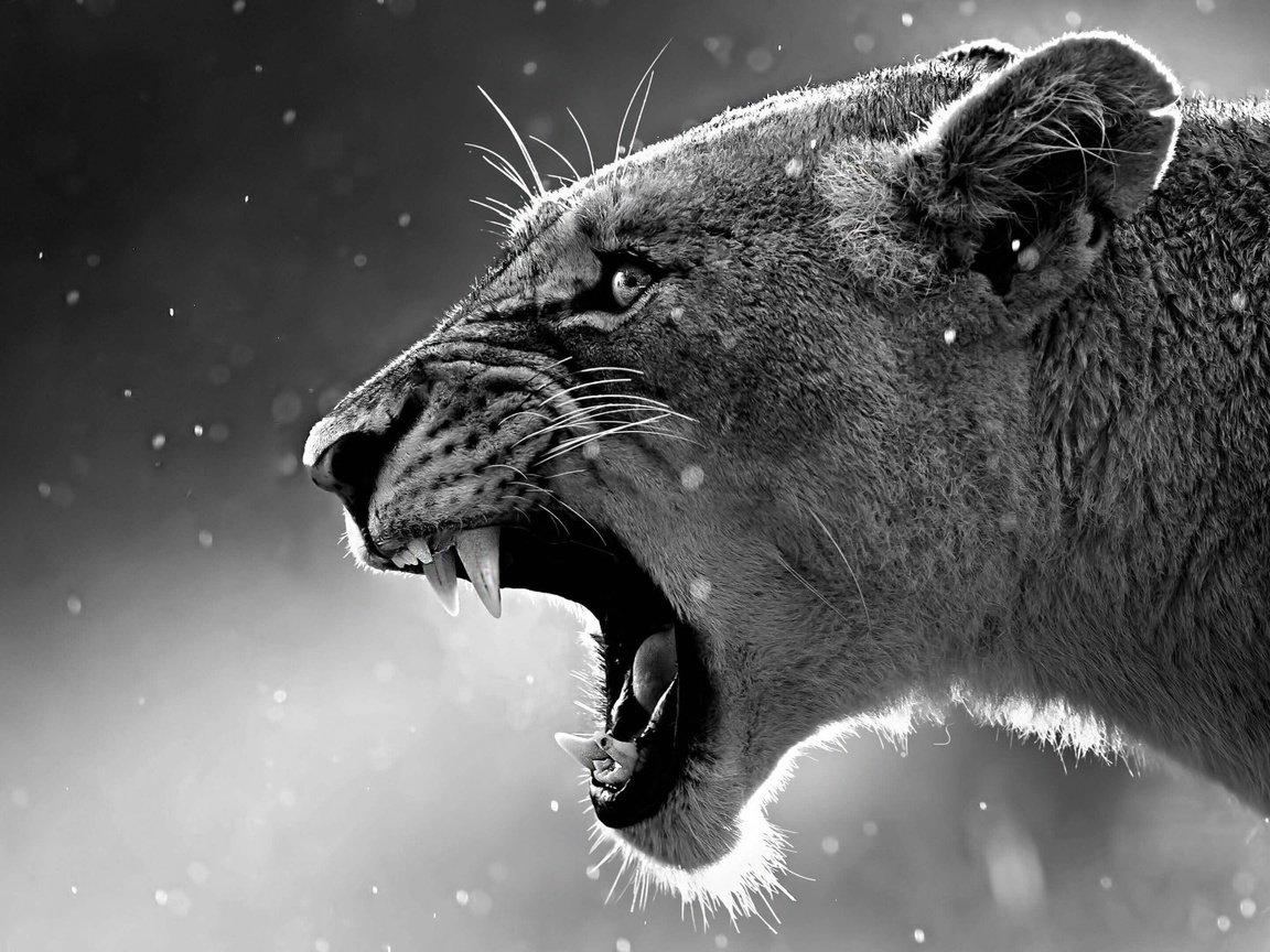 Обои глаза, рычит, морда, чёрно-белое, клыки, хищник, уши, оскал, львица, eyes, growls, face, black and white, fangs, predator, ears, grin, lioness разрешение 1920x1080 Загрузить