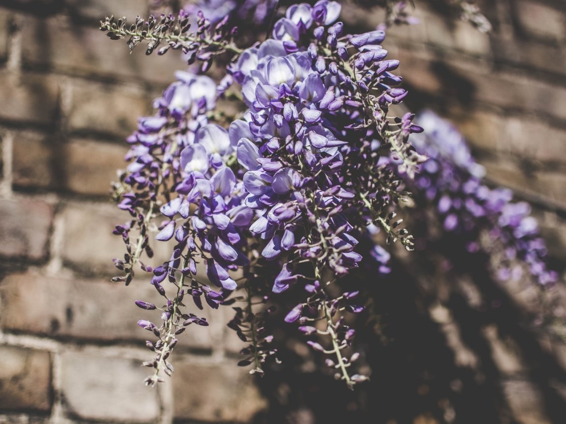 Обои цветы, букет, люпины, flowers, bouquet, lupins разрешение 6000x4000 Загрузить