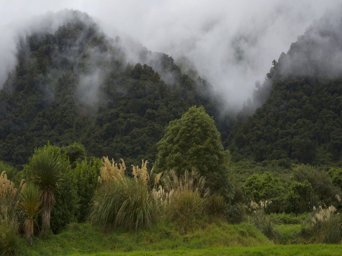 Обои деревья, горы, лес, туман, кусты, новая зеландия, trees, mountains, forest, fog, the bushes, new zealand разрешение 2560x1600 Загрузить