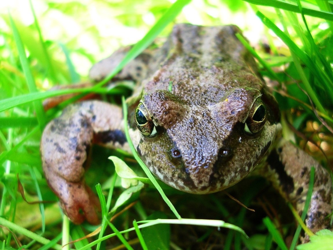 Обои глаза, трава, макро, лето, сад, лягушка, жаба, земноводные, eyes, grass, macro, summer, garden, frog, toad, amphibians разрешение 2288x1350 Загрузить