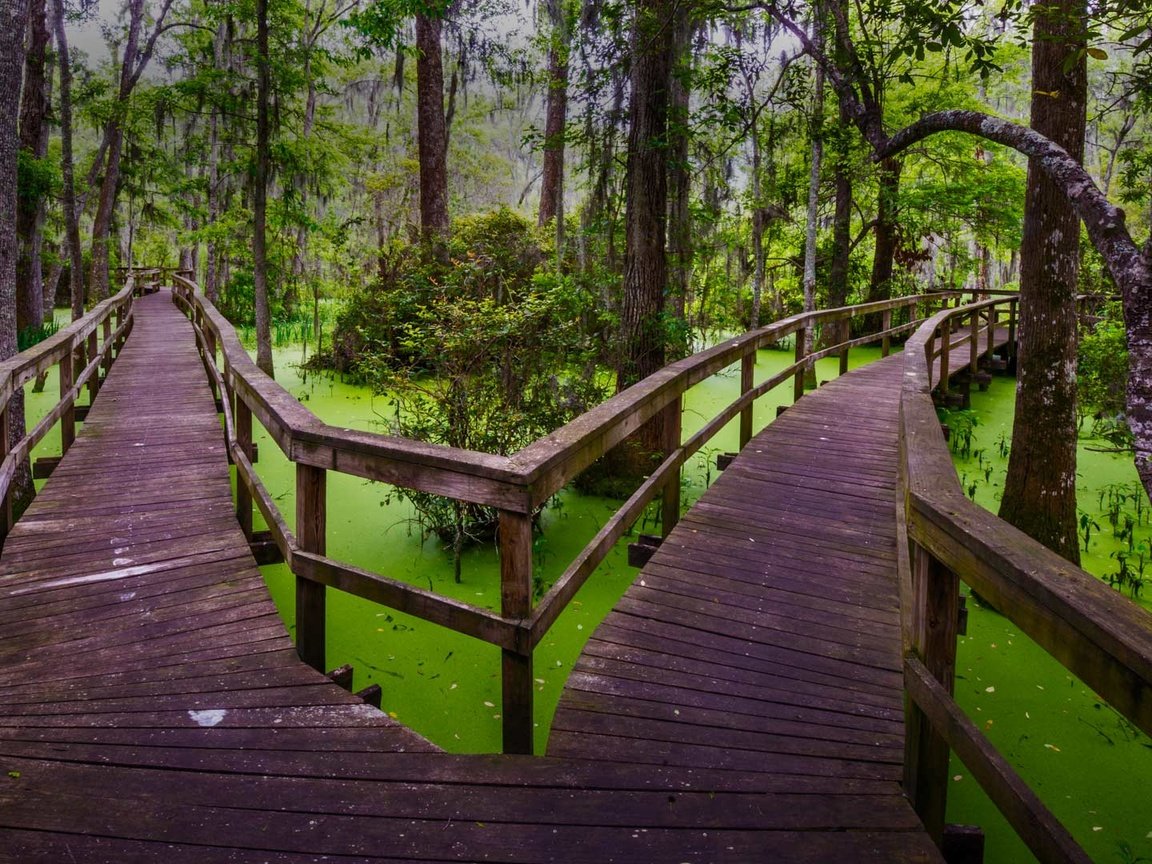 Обои природа, мостик, лес, болото, тропинка, южная каролина, топь, хилтон-хед, nature, the bridge, forest, swamp, path, south carolina, the swamp, hilton head разрешение 1920x1080 Загрузить